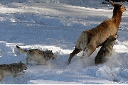 yellowstone-wolves.jpg