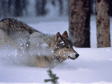 Wolf running in snow.jpg
