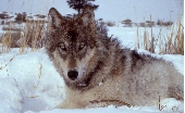 Wolf facing camera.jpg