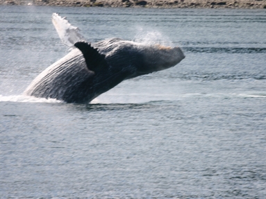 Whale breach.jpg