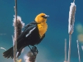 Yellowhead blackbird cattails.JPG