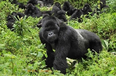 Gorillas,ChimpsandmorePrimates C.jpg