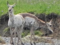 Antelopes.JPG