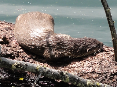 Sleeping Otter.JPG