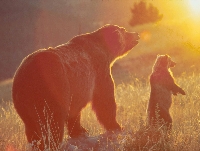 Grizzly bear mother cub sun.JPG