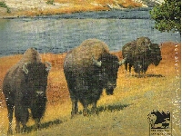 Yellowstone Official Guide Book 2.jpg